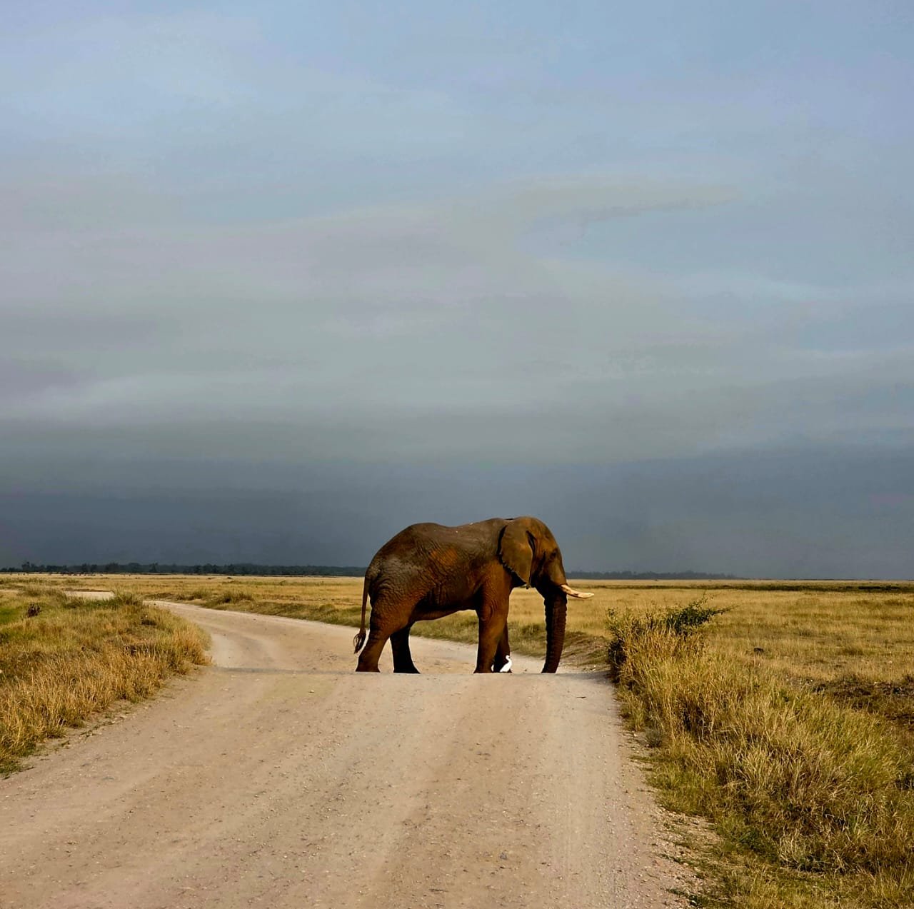 África